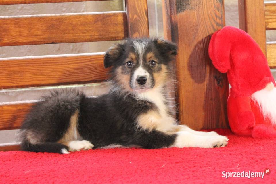 Border collie Tricolor Pozostałe Radwan