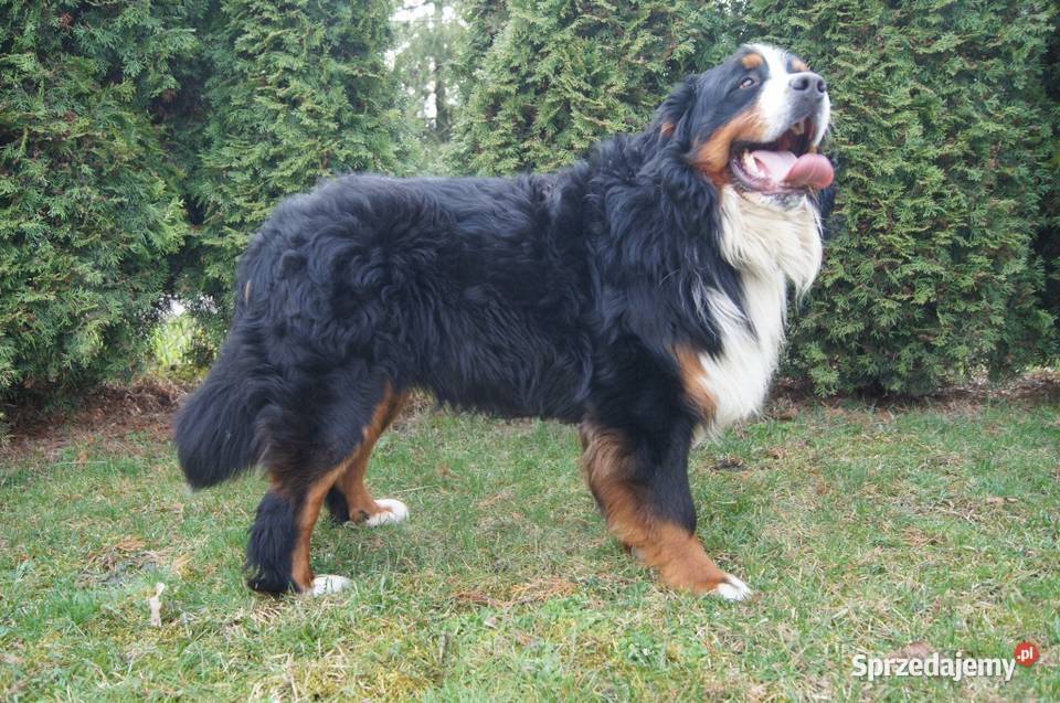 Berneński Pies Pasterski Berneński Pies Pasterski Ciechanów sprzedam