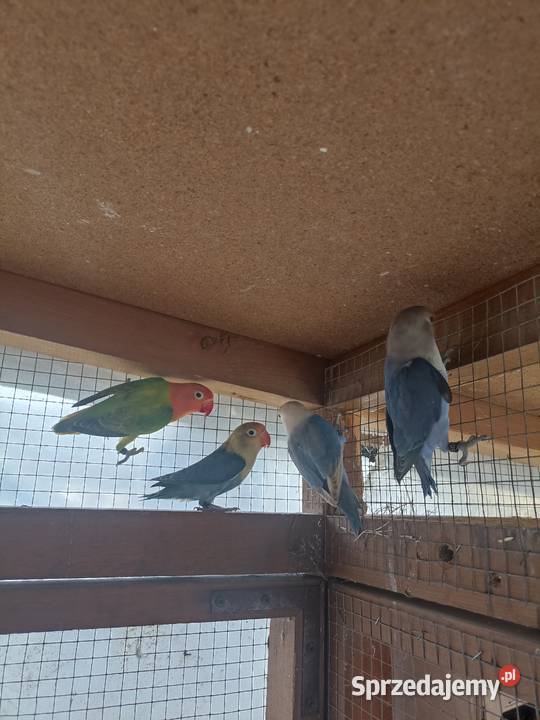 Nierozłączki fischera 2025