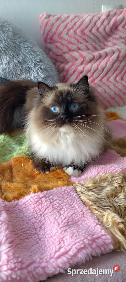 Kotka roczna ragdoll