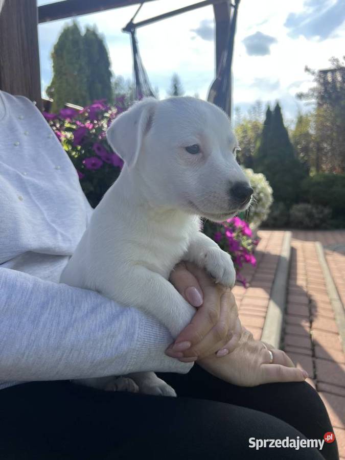 Jack Russell Terrier lubelskie Lubartów