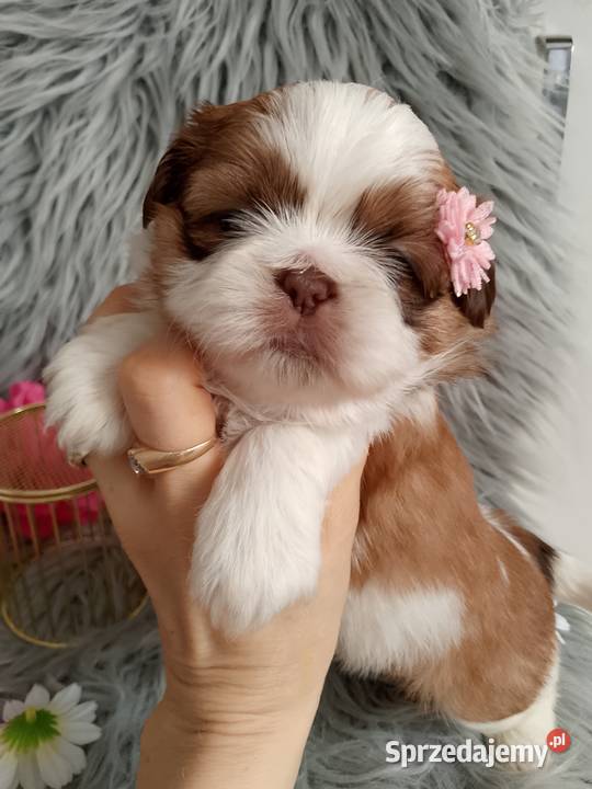 Suczka rasy ShihTzu biało złota opolskie Namysłów