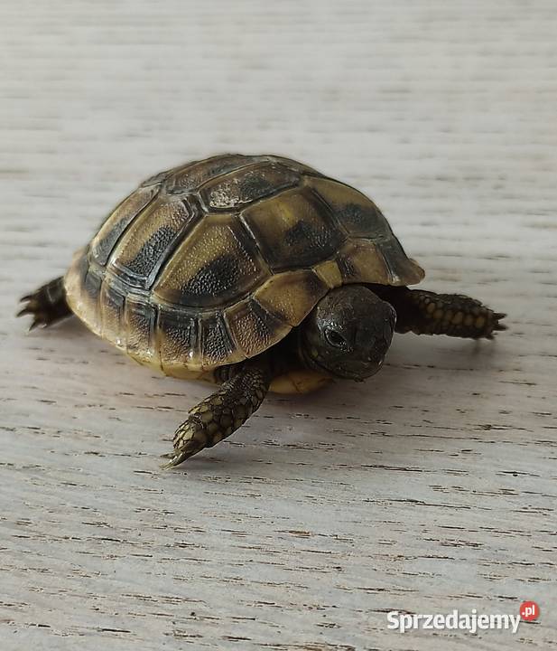 Żółw grecki Dąbrowa Górnicza sprzedam