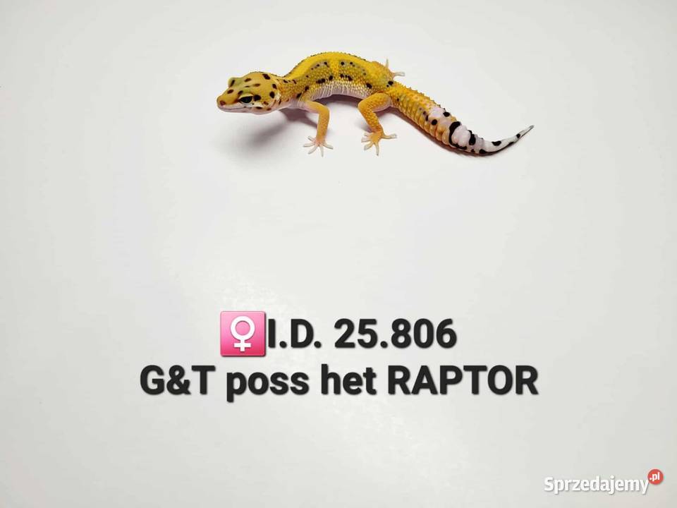 Gekony lamparcie Zawiercie