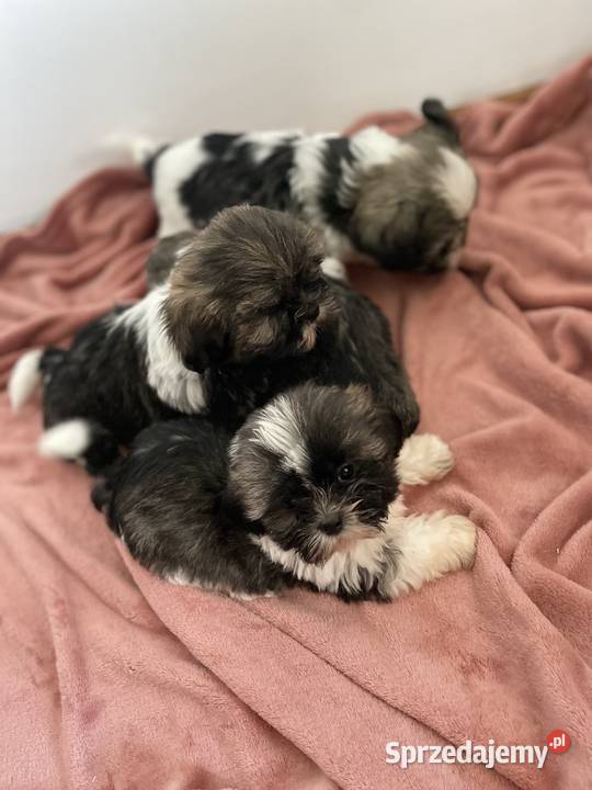Śliczne szczeniaki Shih Tzu Granowo