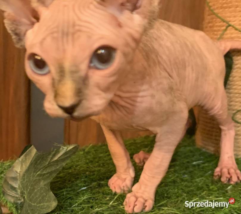 Sfinks Kanadyjski Rezerwacja kotki