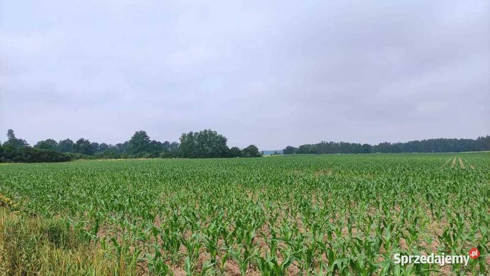 Działka Rolna 9742 m2 gmina Kąty Wrocławskie dolnośląskie Skałka