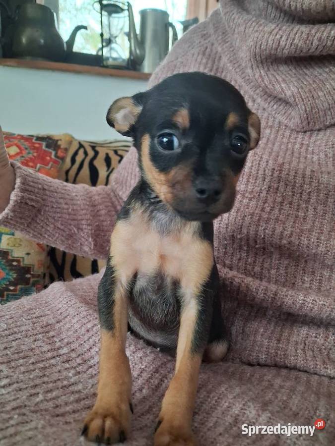 Toy rosyjski krótkowłosy