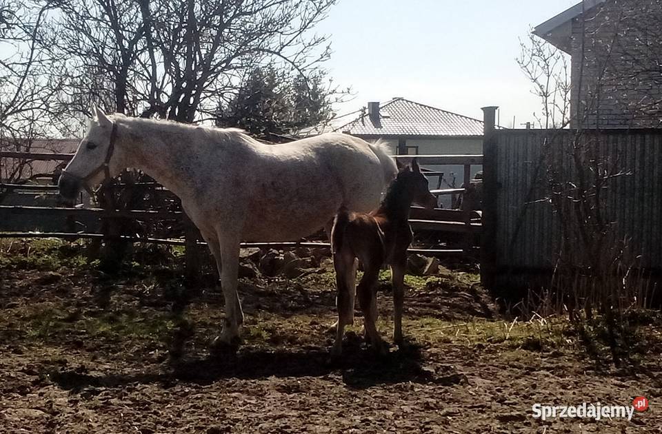 Klacz Arabska ze źrebakiem Piórków