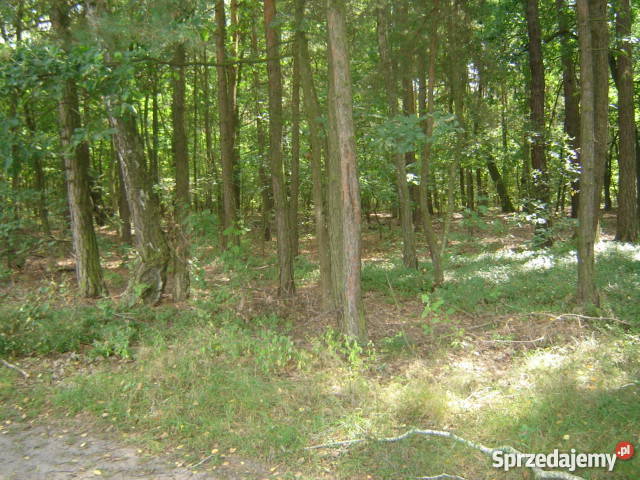 Działka rolnobudowlana 216 ha Młodzieszyn Młodzieszyn