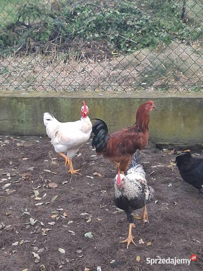 koguty mlode z lipca wielkopolskie Modła Królewska