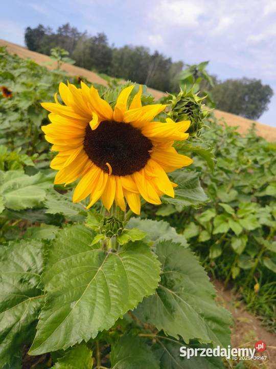 Piękne słoneczniki cięte 1 prosto z pola Gzów
