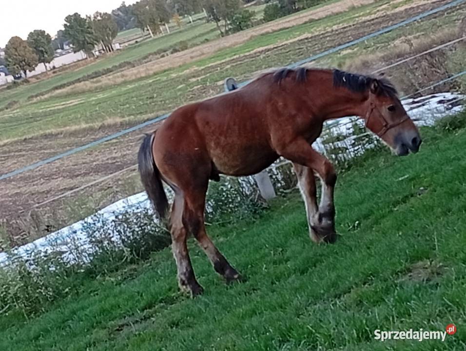 Zaprzęgana siwa klacz Waśniów