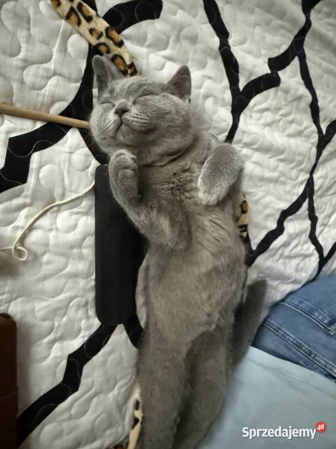 Kotek brytyjski krótkowłosy Kocurek Brytyjski Ryglice