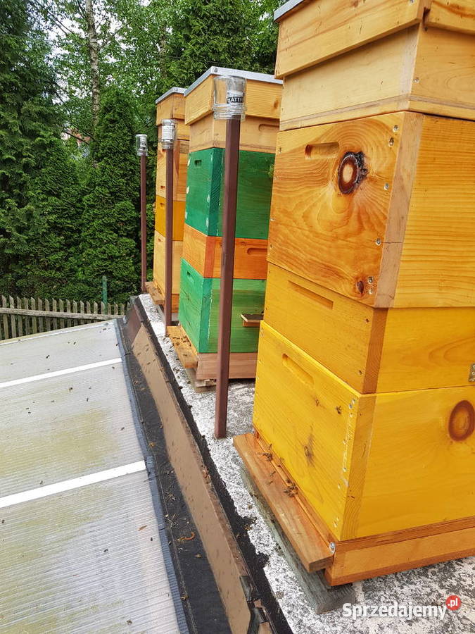 Rodziny i odklady pszczele Sklenar G10 i H47 Pszczelarstwo Sucha Beskidzka