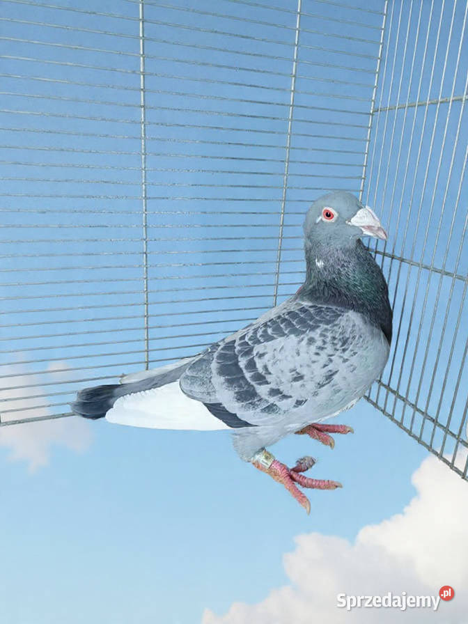 Gołębie Staropolskie i pocztowe