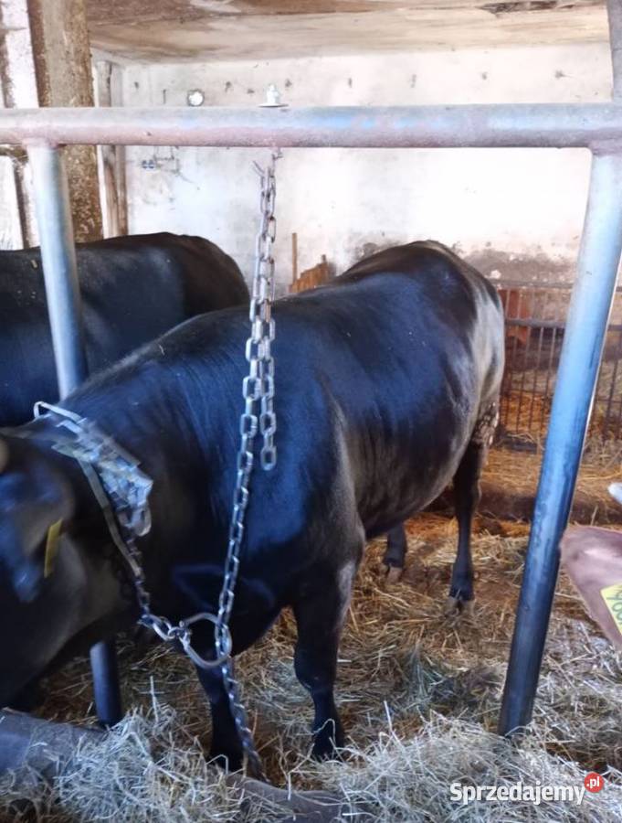 Sprzedam Jałówkę Cielną Pińczyce