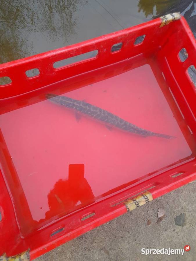 ŻYWE RYBY SZCZUPAK DO STAWU Słupca