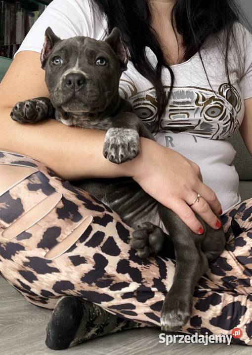 American Bully suczka ABKC