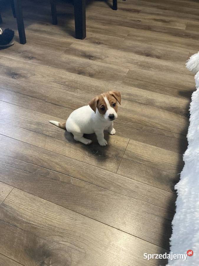 Jack Russell Terrier gładkowłosy Jack Russell Terrier Warszawa