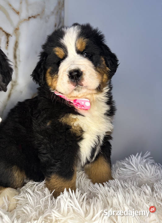 Masywna sunia Berneński Pies Pasterski Warszawa sprzedam