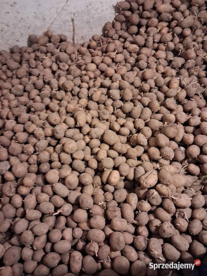 ziemniaki sadzeniaki odmiana Lord Mielec
