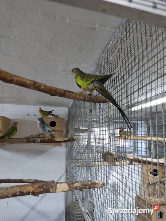 Księżniczki walii młode 2425 całe stado Pszczyna