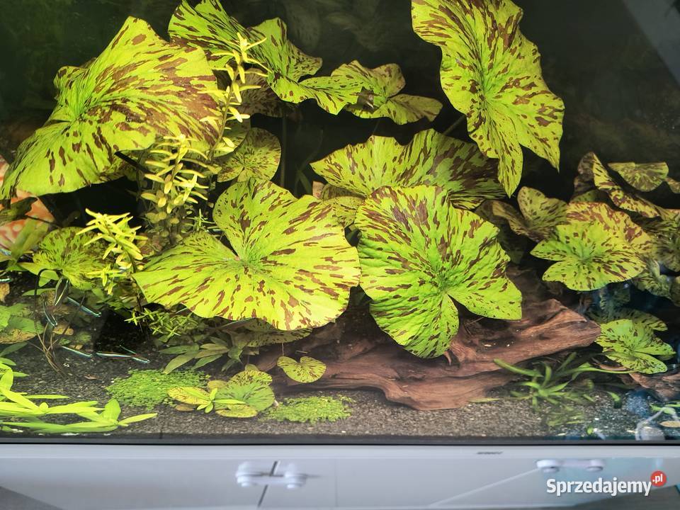 Roślina akwariowa lotos tygrysi Zgorzelec