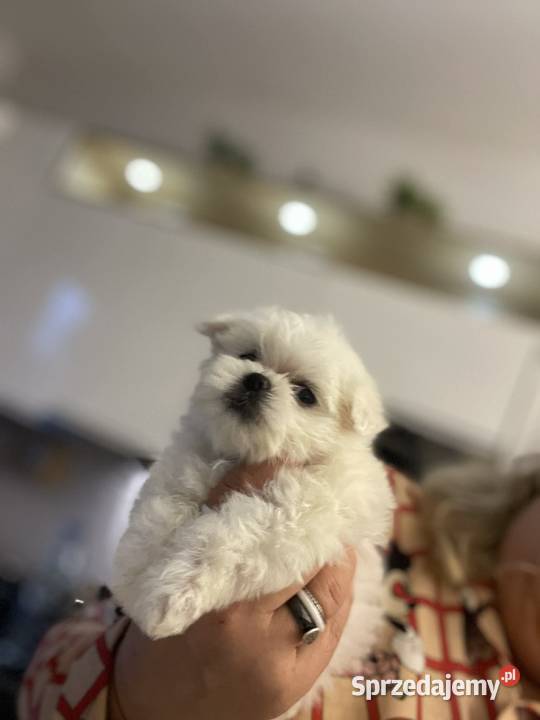 Maltańczyk mini suczka odbiór 06062026 Nieciszów sprzedam