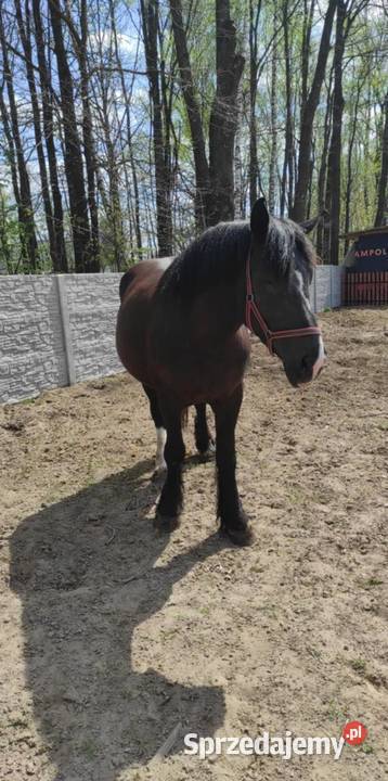Klacz źrebna 45 letnie Majdan Sieniawski