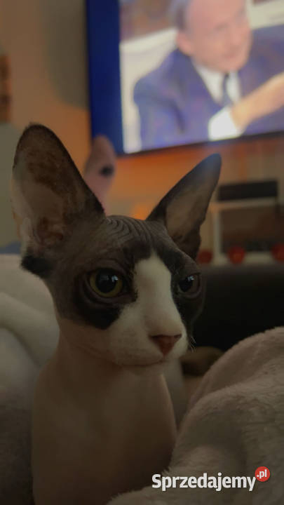 Piękna kotka sfinks do odbioru