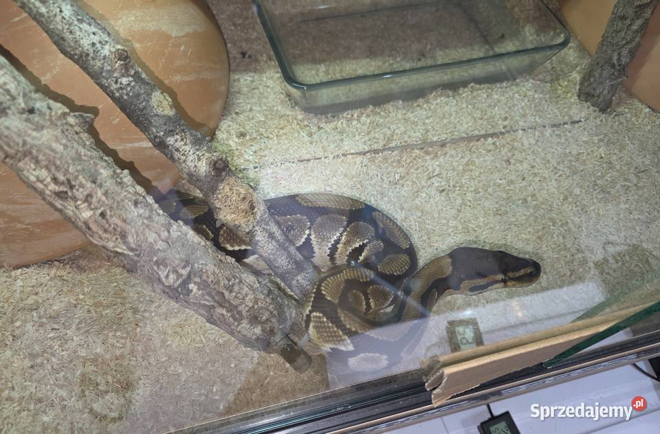Pyton królewski terrarium dokumenty mazowieckie Warszawa sprzedam