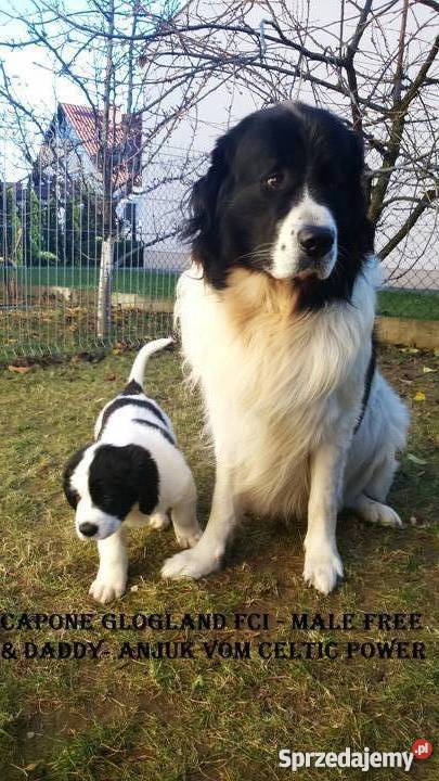 landseer piękne pieski Głogów