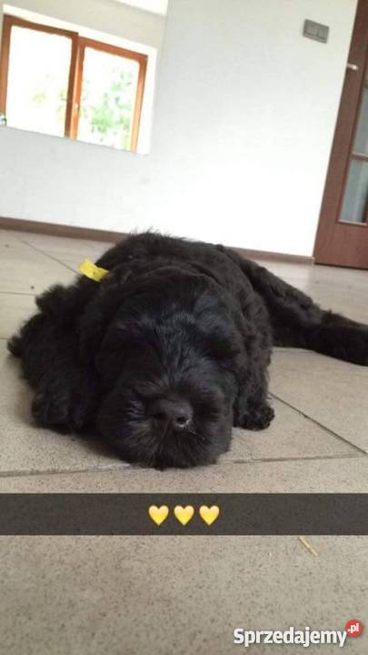 Czarny Terier Rosyjski szczenięta z rodowodem opolskie Opole