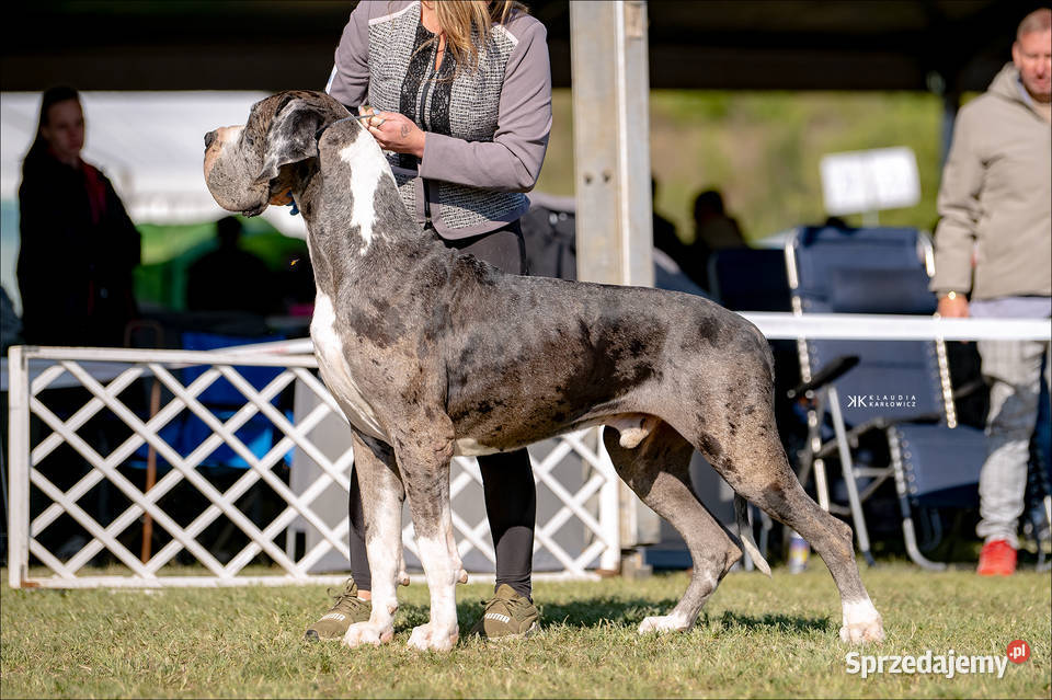Dog niemiecki samiec merle 10tyg mazowieckie Mszczonów