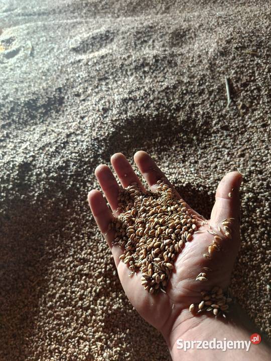 Pszenica Zbiór 2025r Zboża Miłkowice