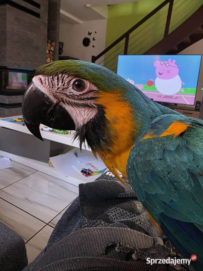 Ara Ararauna samiczka Steklno