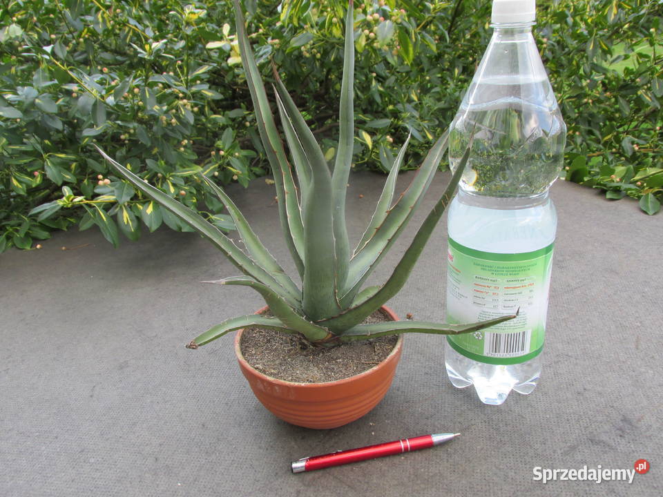 Mrozoodporna agawa do 18 C Agave funkiana ponad Pozostałe Kraków