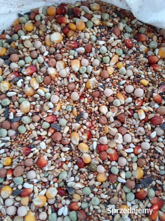 Karma Rozpłodowa wysyłka Ptaki Janów Lubelski