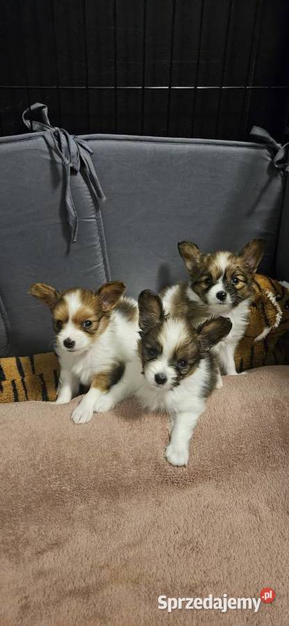 Papillon FCIZKWP Spaniel Kontynentalny sprzedam