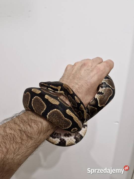 Wąż królewski samica Wrocław