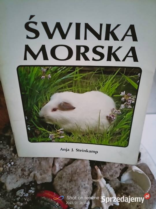 Świnka morska książki Warszawa księgarnia Praga miękka