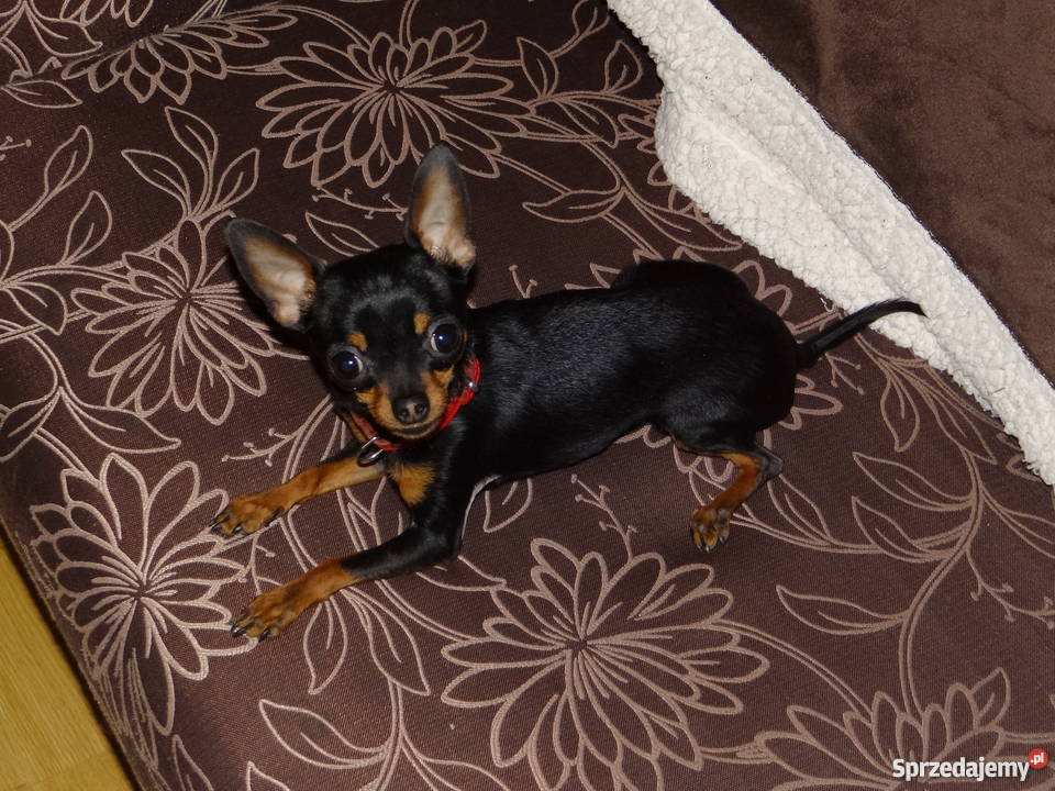 Ratlerekratlerki pinczer pinczerek krycie mazowieckie Wierzbica