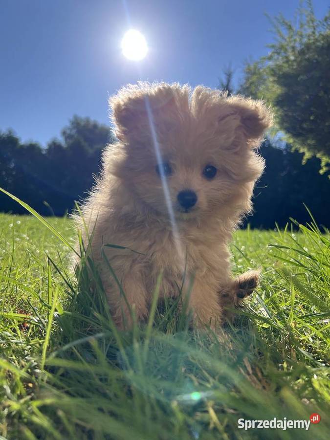 Piesek Pomapoo Miniaturka puchaty miś pies z Szpic miniaturowy kujawsko-pomorskie Toruń