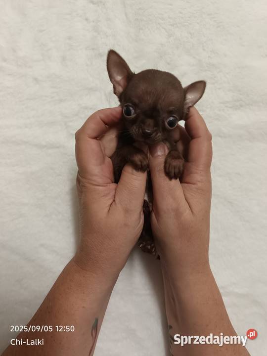 Chihuahua chłopiec xxxs cynamon samiec Inowrocław sprzedam