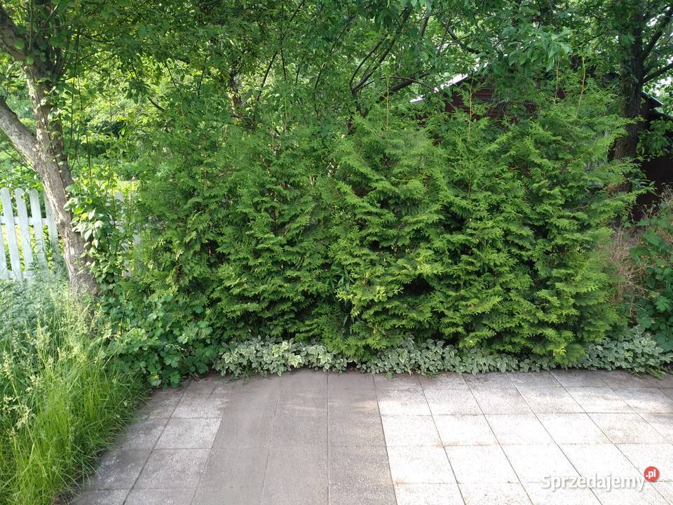 Działka ROD Łączka Ząbki Sprzedaż mazowieckie