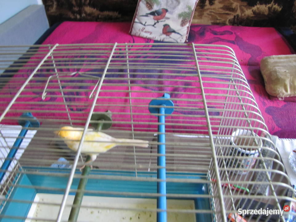 Kanarki na śpiewie Toruń