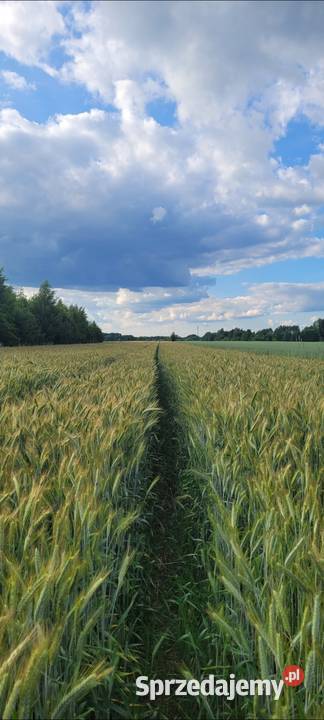 Pszenzyto tadeus meloman Pułtusk sprzedam