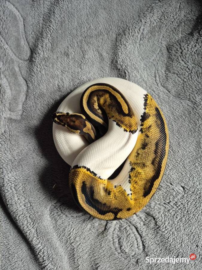 Samica pied Starachowice sprzedam