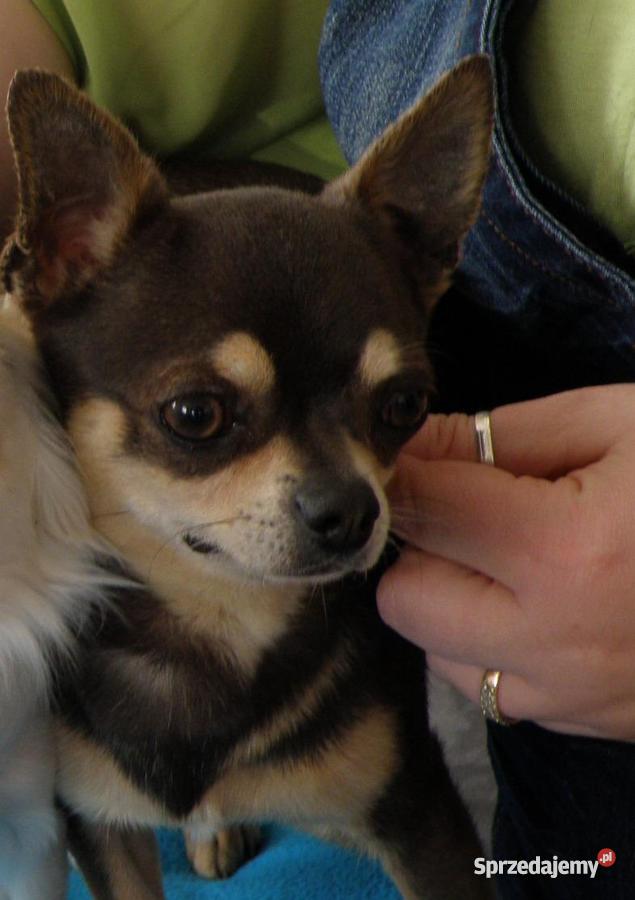 CHIHUAHUA PIES REPRODUKTOR Gogolin